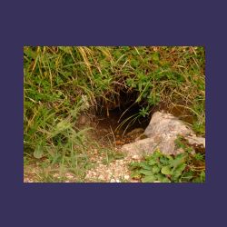 2012-08-11__03Kaerlinger-Haus_Viehkogel (003).JPG